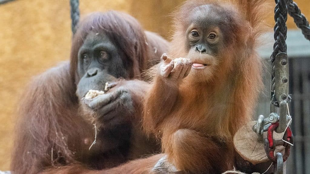 Patenschaft für Orang-Utan Kleo