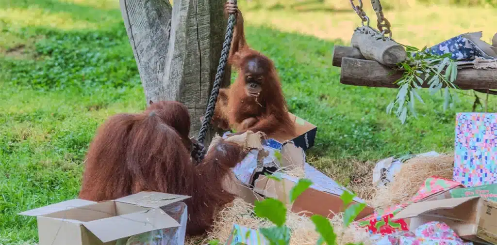Kleo hat Geburtstag!