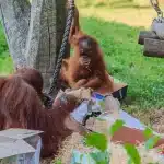Kleo Geburtstag Zoo Dortmund