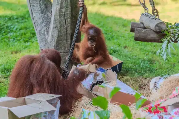 Kleo Geburtstag Zoo Dortmund
