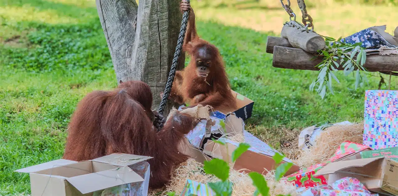 Kleo Geburtstag Zoo Dortmund